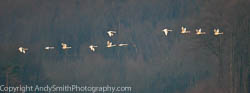 Eleven Tundra Swans at Sunrise